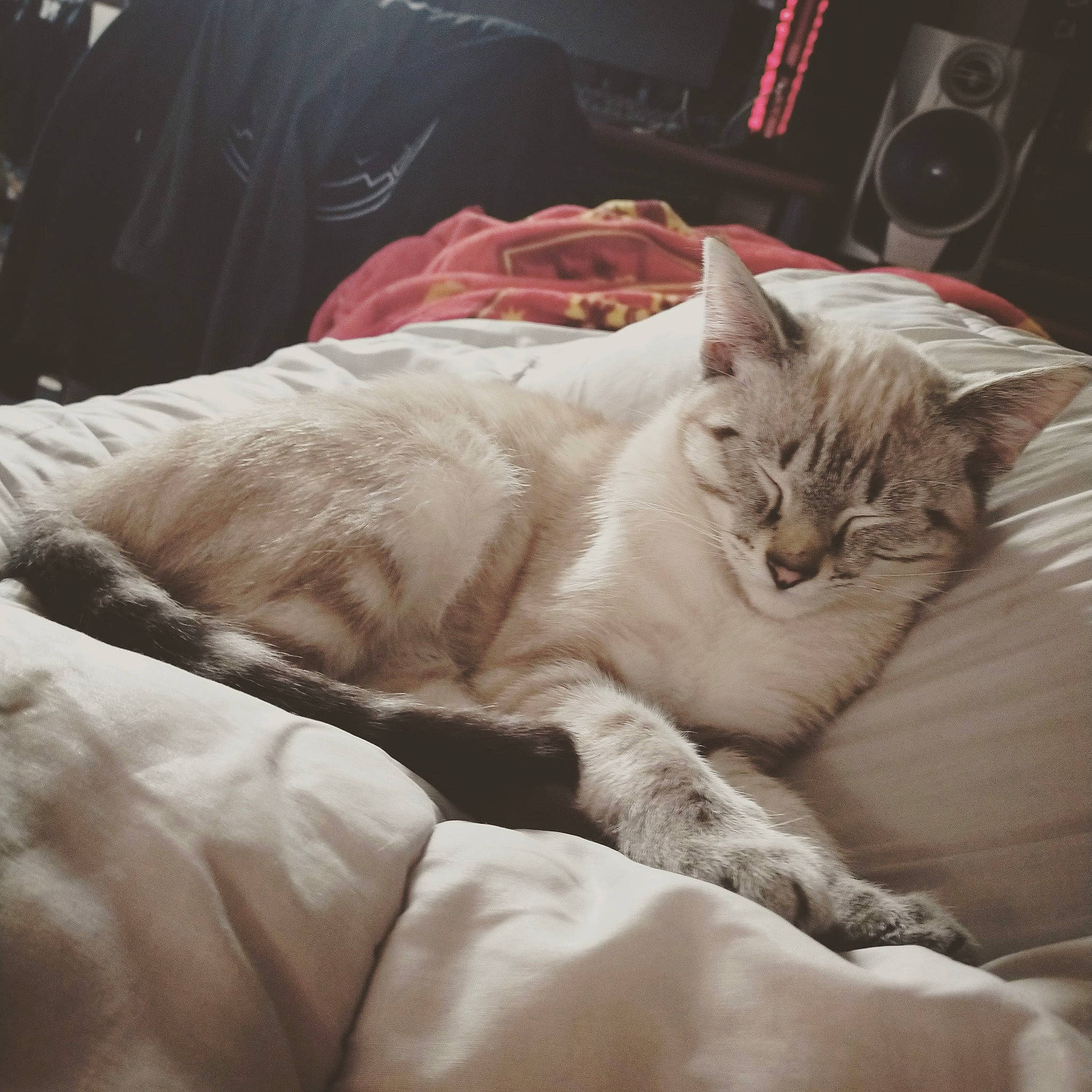 Pippin participe au concours pour gagner de l'argent avec cette photo : asian, burmilla, carnivore, cat, comfort, ear, felidae, fur, furniture, kitten, nap, sleep, small_to_medium_sized_cats, whiskers