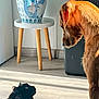 animal, black_cat, brown_dog, curious, daylight, floor, furniture, home_interior, indoor, looking_up, pet, plant, relaxing, rug, shadow, sunlight, table, vase, wall, wooden_legs