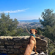Oslo a rejoint le concours — aidez-le/la à gagner de superbes lots ! dog, brown_dog, blue_collar, log, stone_wall, trees, cityscape, sky, outdoor, nature, animal, pet, wood, landscape, daytime, curious, view, scenic, forest, hill
