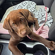 Lillie is registered to the contest to win money with this photo: animal, blanket, car, car_interior, center_console, chocolate, companion, cute, dog, door_panel, labrador, leash, paw, pet, puppy, resting, seat, travel, window, young_dog