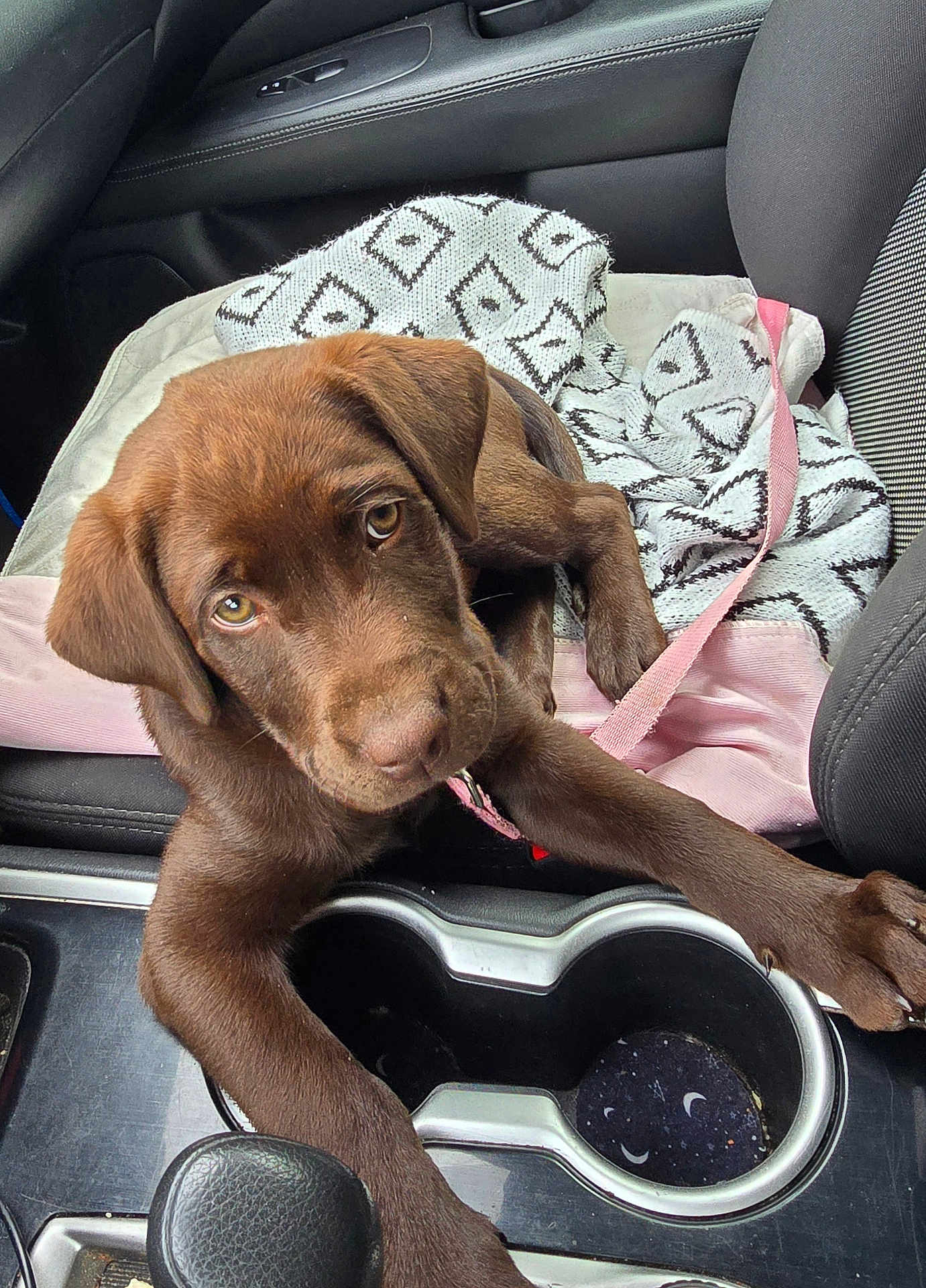Lillie is registered to the contest to win money with this photo: animal, blanket, car, car_interior, center_console, chocolate, companion, cute, dog, door_panel, labrador, leash, paw, pet, puppy, resting, seat, travel, window, young_dog