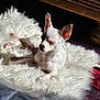dog, small_dog, white_dog, fluffy_rug, sunlight, indoor, pet, relaxing, cozy, fur, ears, sleeping, resting, carpet, wooden_furniture, shadow, animal, cute, companion, domestic_animal