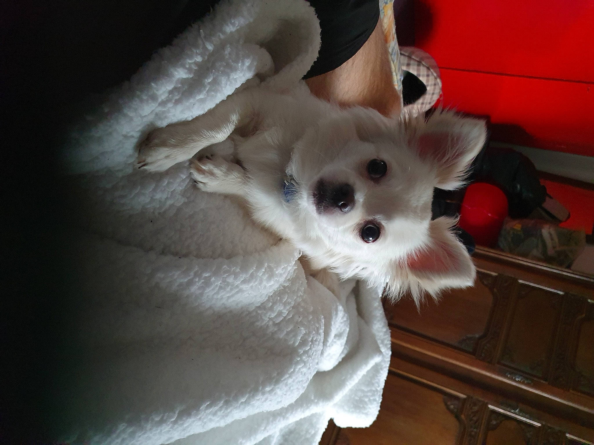 Paco a rejoint le concours — aidez-le/la à gagner de superbes lots ! cabinetry, carnivore, comfort, companion_dog, dog, dog_breed, dog_supply, fawn, felidae, fur, german_spitz, paw, pomeranian, snout, spitz, sporting_group, tail, toy_dog, whiskers, working_animal