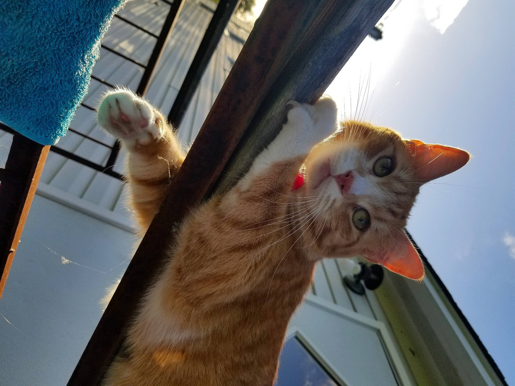 Loki joined the competition — help win amazing prizes! blue, carnivore, cat, claw, domestic_short_haired_cat, fawn, felidae, fur, mammal, paw, sky, small_to_medium_sized_cats, snout, tail, vertebrate, whiskers, window, wood