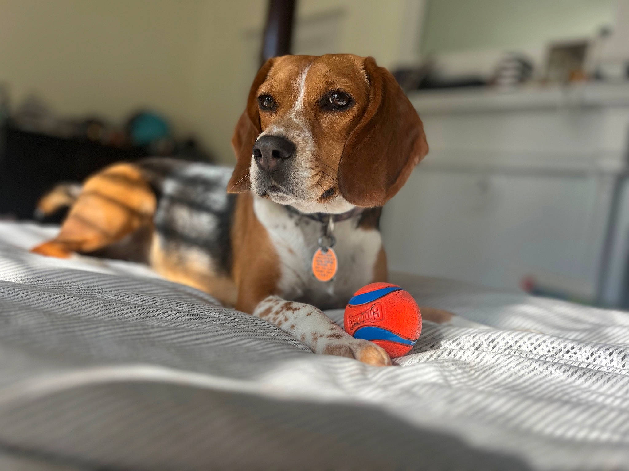 Sushi joined the competition — help win amazing prizes! ball, beagle_harrier, beaglier, canidae, carnivore, collar, companion_dog, dog, dog_breed, dog_supply, fawn, football, hound, hunting_dog, pet_supply, puppy, scent_hound, snout, sporting_group, working_animal