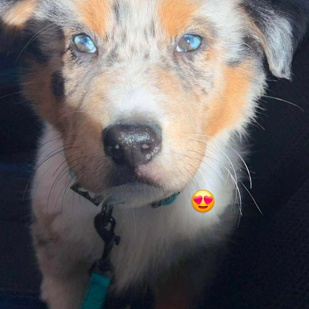 Volt participe au concours pour gagner de l'argent avec cette photo : adorable, animal, attention, blue_eyes, canine, close_up, collar, cute, dog, ears, fluffy, fur, indoor, leash, nose, pet, portrait, puppy, sitting, whiskers