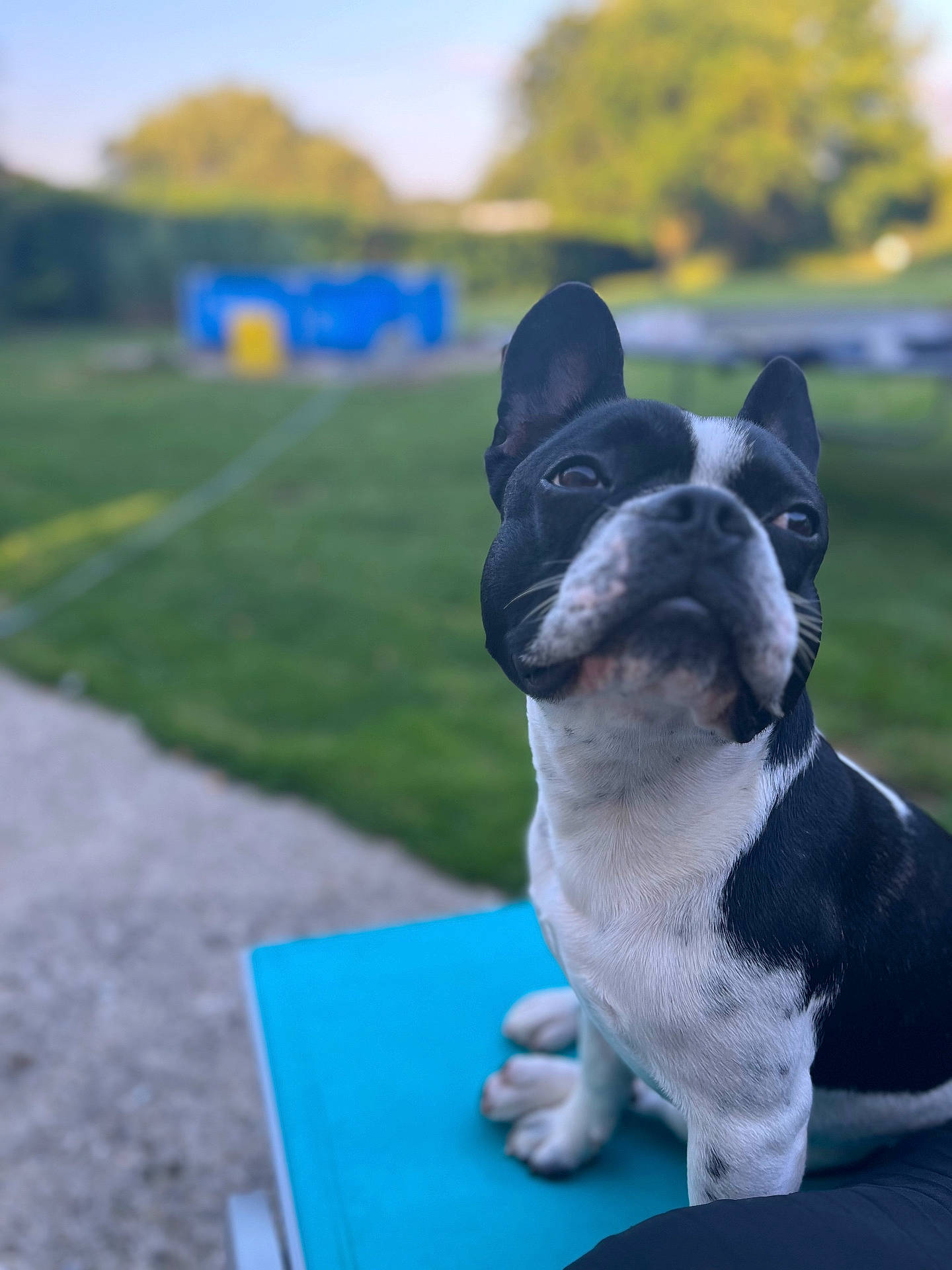 Tommy participe au concours pour gagner de l'argent avec cette photo : animal, bostonbull, boxer, bulldog, canine, dog, frenchbulldog, grass, hound, lawn, pet, pitbull, plant, pointer, puppy, whitedog