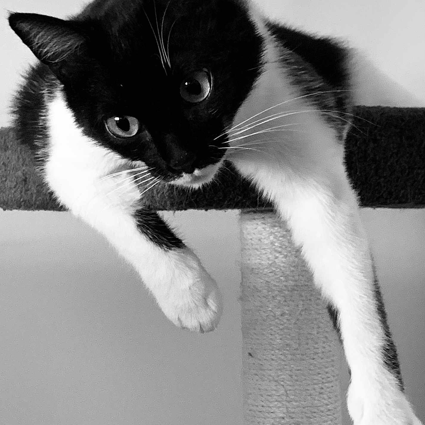 Léa participe au concours pour gagner de l'argent avec cette photo : abyssinian, angora, animal, blackcat, cat, kitten, manx, pet, siamese