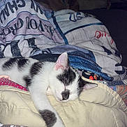 Darla is registered to the contest to win money with this photo: cat, sleeping, blanket, cozy, indoor, pet, feline, resting, black_and_white, paw, cushion, dog, quiet, soft, comfort, animal, nap, fur, relaxation, domestic