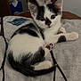 Darla is registered to the contest to win money with this photo: kitten, cat, black_and_white, pet, bedspread, indoor, curled_up, cute, young, animal, fur, whiskers, ears, paw, tail, resting, curious, portrait, feline, home