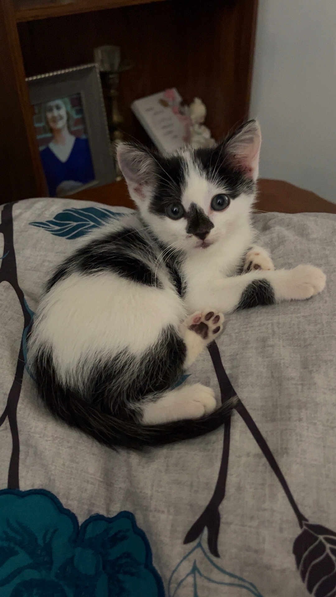 Darla is registered to the contest to win money with this photo: kitten, cat, black_and_white, pet, bedspread, indoor, curled_up, cute, young, animal, fur, whiskers, ears, paw, tail, resting, curious, portrait, feline, home