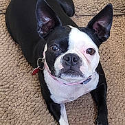 Lou Lou joined the competition — help win amazing prizes! dog, black_and_white, boston_terrier, pet, animal, ears, collar, lying_down, carpet, indoor, fur, cute, looking_at_camera, four_legs, whiskers, snout, nose, paw, domestic, companion