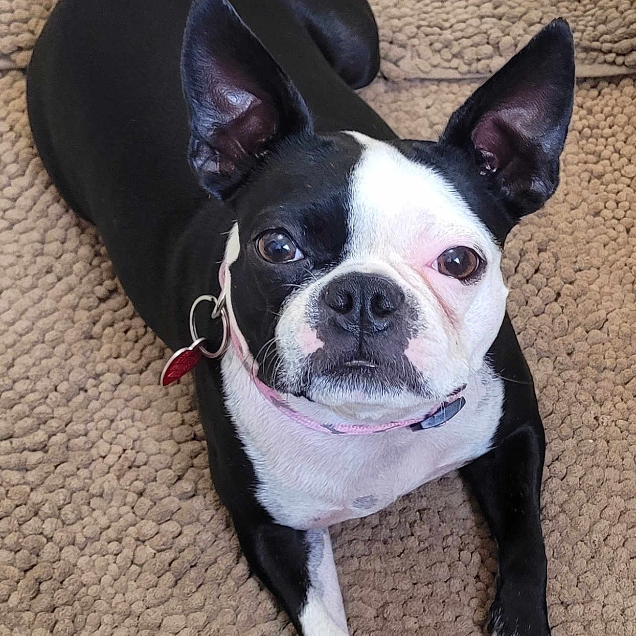 Lou Lou joined the competition — help win amazing prizes! animal, black_and_white, boston_terrier, carpet, collar, companion, cute, dog, domestic, ears, four_legs, fur, indoor, looking_at_camera, lying_down, nose, paw, pet, snout, whiskers