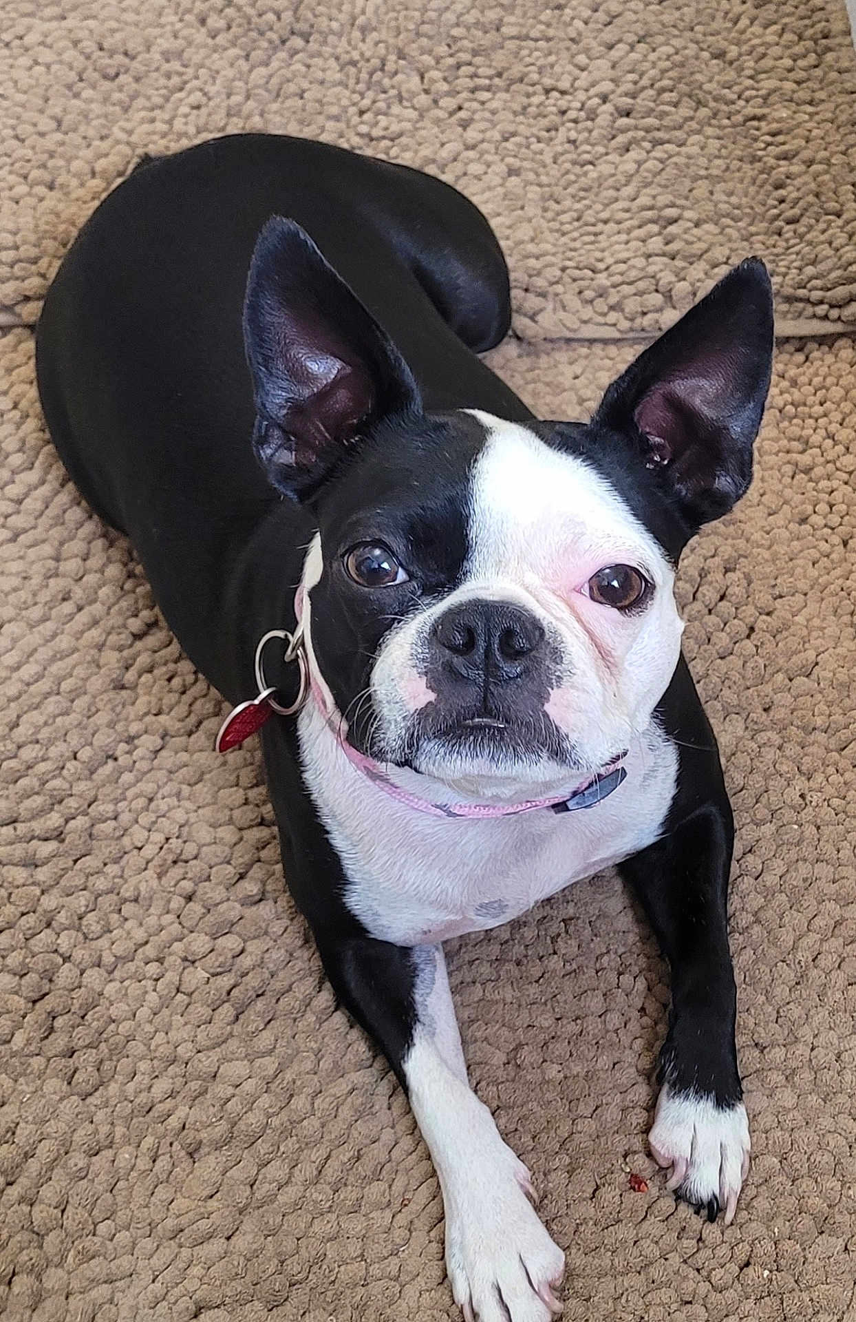 Lou Lou joined the competition — help win amazing prizes! dog, black_and_white, boston_terrier, pet, animal, ears, collar, lying_down, carpet, indoor, fur, cute, looking_at_camera, four_legs, whiskers, snout, nose, paw, domestic, companion