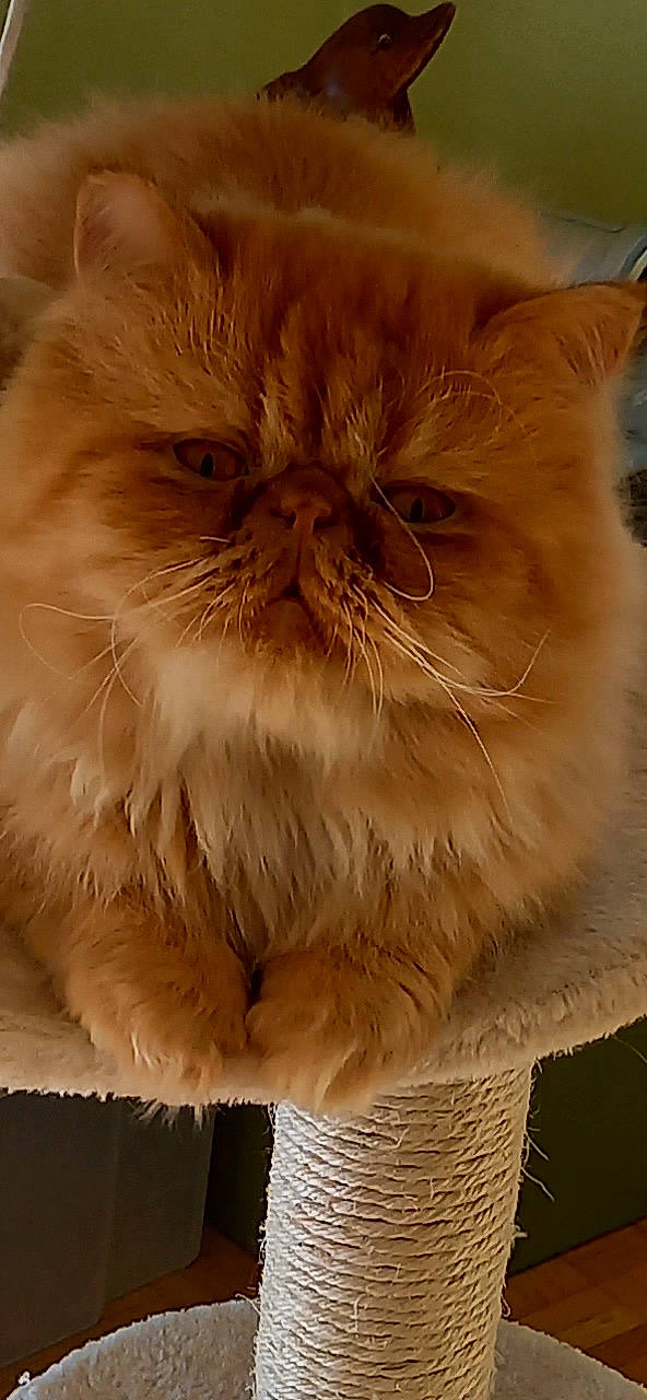 Sonou participe au concours pour gagner de l'argent avec cette photo : british_longhair, carnivore, cat, comfort, fawn, felidae, fur, peach, persian, small_to_medium_sized_cats, snout, terrestrial_animal, whiskers, working_animal