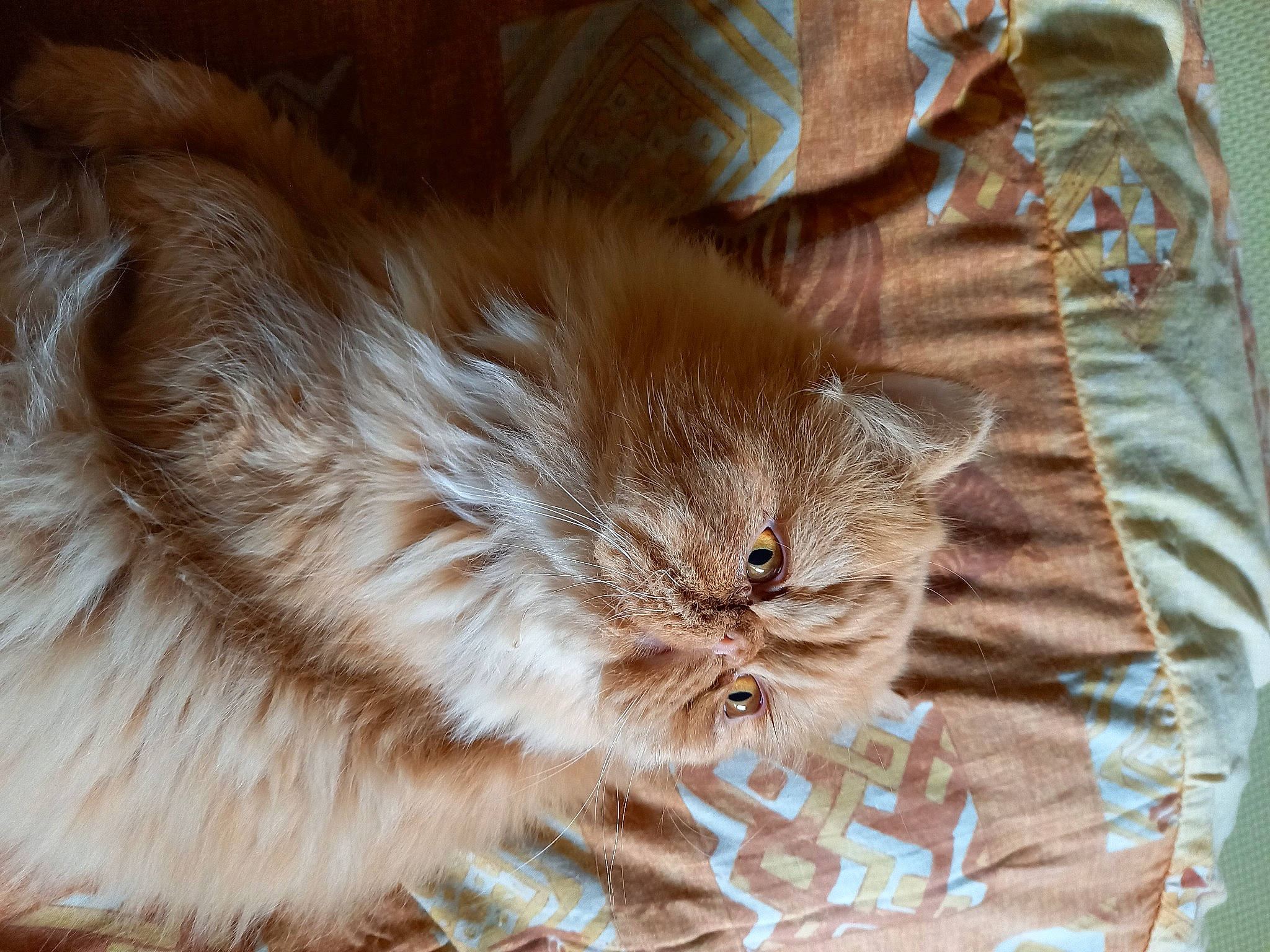 Sonou a rejoint le concours — aidez-le/la à gagner de superbes lots ! british_longhair, brown, carnivore, cat, domestic_short_haired_cat, fawn, felidae, flooring, fur, pattern, paw, sleeve, small_to_medium_sized_cats, snout, tail, terrestrial_animal, whiskers, wood