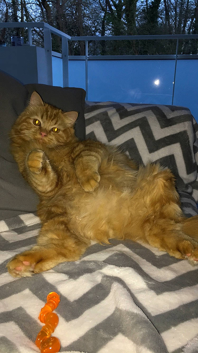 Modjo a rejoint le concours — aidez-le/la à gagner de superbes lots ! american_bobtail, asian, british_longhair, british_semi_longhair, carnivore, cat, domestic_long_haired_cat, european_shorthair, fawn, felidae, kitten, kurilian_bobtail, maine_coon, mammal, norwegian_forest_cat, persian, pixie_bob, small_to_medium_sized_cats, vertebrate, whiskers