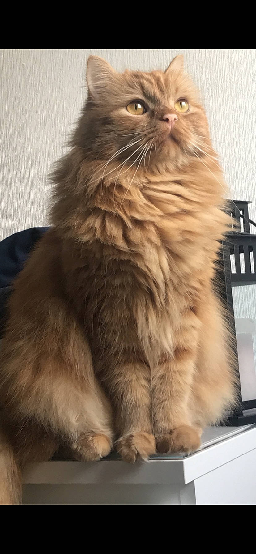 Modjo participe au concours pour gagner de l'argent avec cette photo : asian, asian_semi_longhair, british_longhair, british_semi_longhair, carnivore, cat, cymric, domestic_long_haired_cat, felidae, maine_coon, mammal, napoleon_cat, norwegian_forest_cat, persian, ragamuffin, siberian, small_to_medium_sized_cats, somali, vertebrate, whiskers