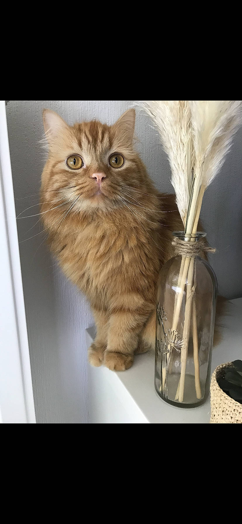 Modjo a rejoint le concours — aidez-le/la à gagner de superbes lots ! asian, asian_semi_longhair, british_longhair, british_semi_longhair, carnivore, cat, domestic_long_haired_cat, felidae, fur, kitten, maine_coon, mammal, norwegian_forest_cat, persian, ragamuffin, room, siberian, small_to_medium_sized_cats, tabby_cat, whiskers