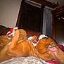Rocky is registered to the contest to win money with this photo: dog, brown_dog, teddy_bear, couch, blanket, indoor, relaxing, paw, fur, furniture, curtain, window_blinds, wooden_cabinet, cozy, pet, sleeping_dog, home, animal, resting, toy