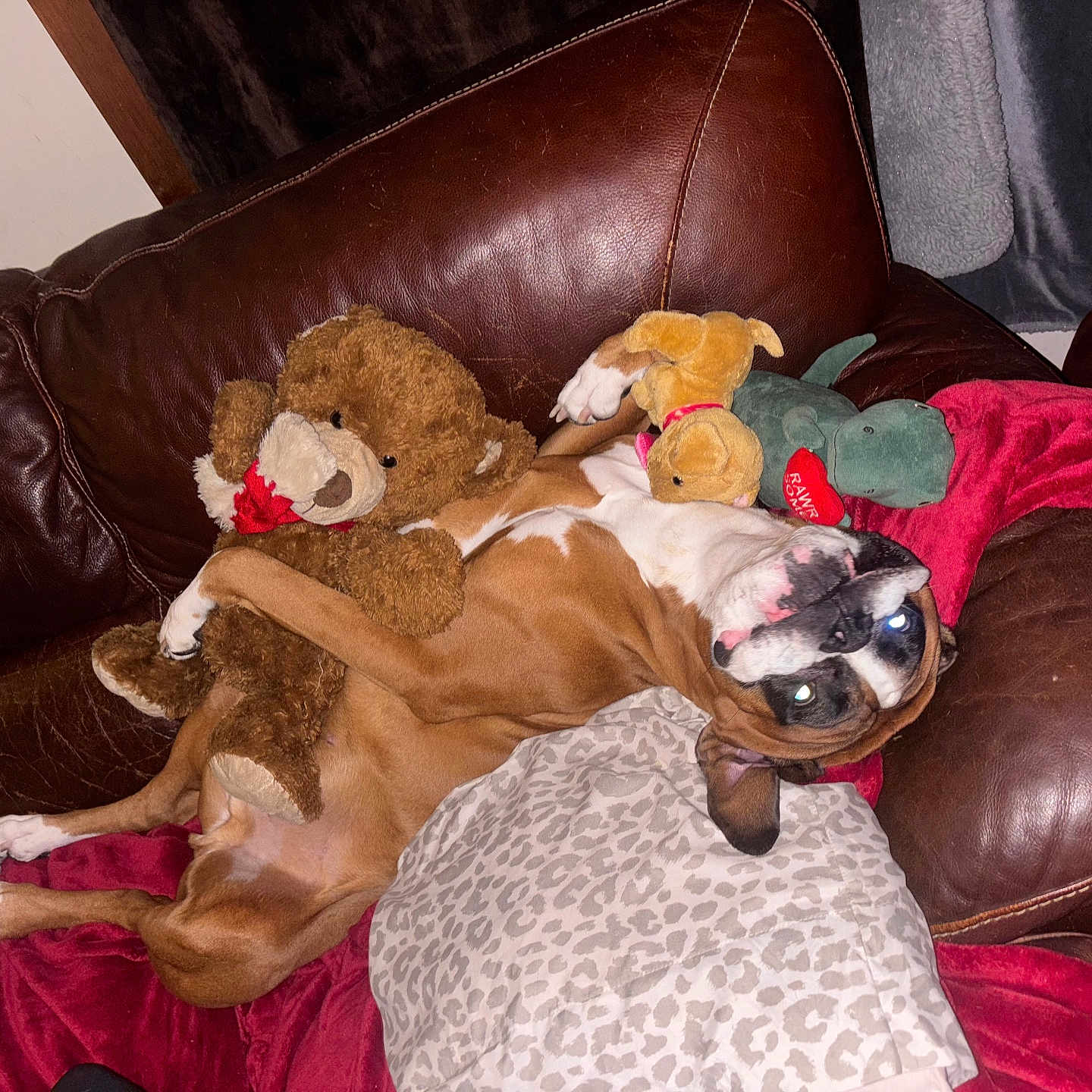 Rocky is registered to the contest to win money with this photo: animal, blanket, brown_dog, canine, comfort, cozy, dog, furniture, home, indoor, leather_couch, pet, pillow, playful, plush_toy, relaxed, stuffed_toy, teddy_bear, upside_down, white_markings