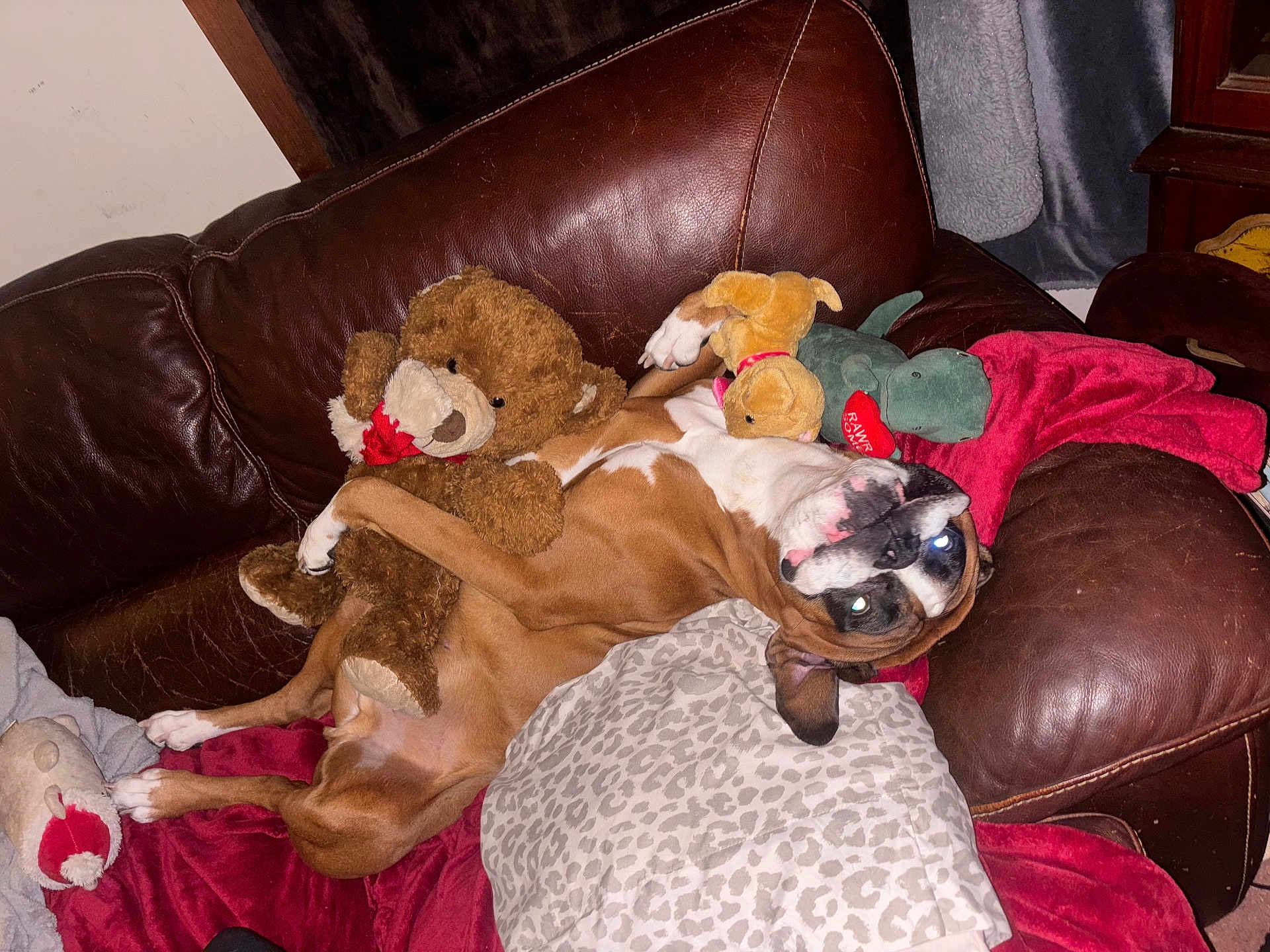 Rocky is registered to the contest to win money with this photo: dog, stuffed_toy, teddy_bear, leather_couch, blanket, pillow, indoor, pet, playful, brown_dog, white_markings, upside_down, relaxed, home, furniture, plush_toy, canine, cozy, comfort, animal