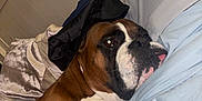 Rocky joined the competition — help win amazing prizes! dog, boxer, pet, bed, pillow, hat, resting, indoor, closeup, brown, white, canine, furry, animal, cute, relaxed, tongue, portrait, sleepy, companion