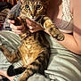 Luna is registered to the contest to win money with this photo: animal, bedroom, blanket, casual, cat, closeup, clothing, comfort, cute, face, feline, fur, hands, human, indoor, paws, person, pet, smile, tabby