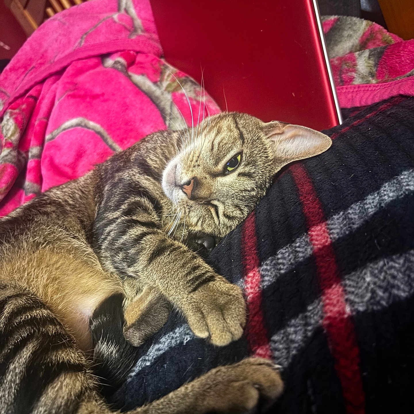 Luna