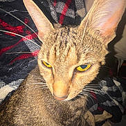 Luna joined the competition — help win amazing prizes! animal, animal_portrait, blanket, cat, close_up, closeup, cozy, curious, domestic_cat, ears, feline, fur, indoor, patterned_blanket, pet, sitting, soft_light, tabby_cat, whiskers, yellow_eyes