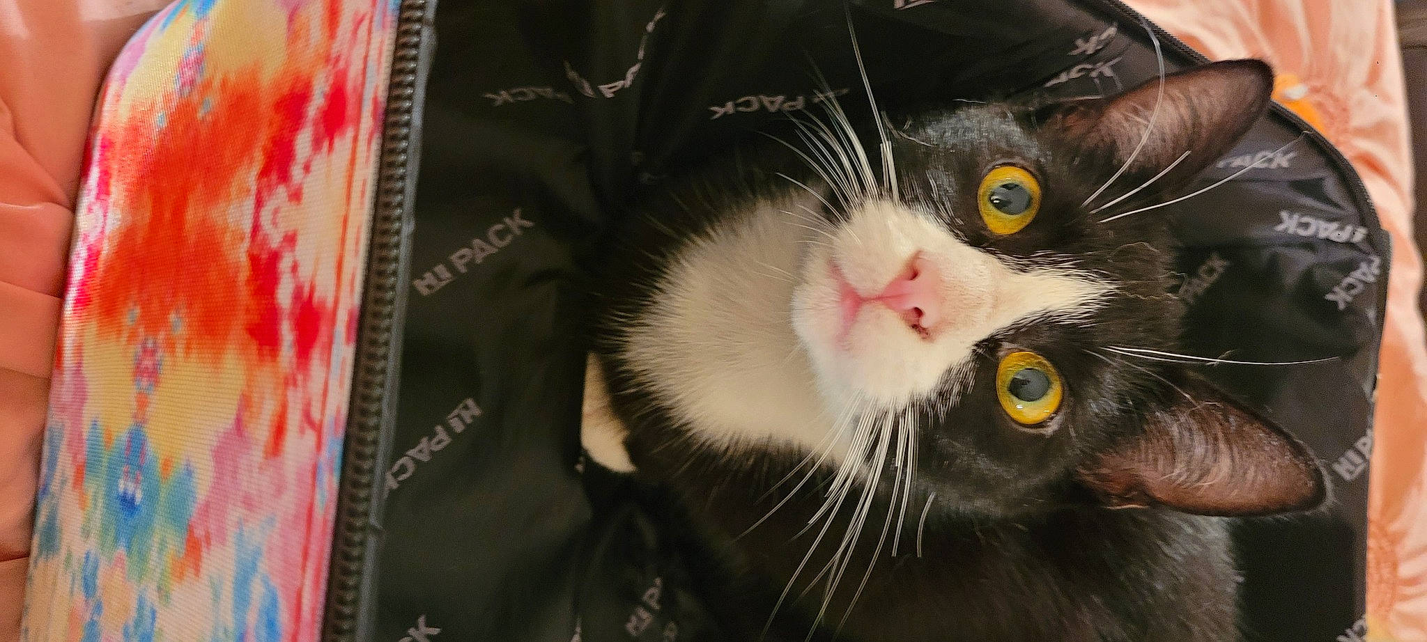 Baxter joined the competition — help win amazing prizes! black_cat, carnivore, cat, claw, domestic_short_haired_cat, felidae, fur, paw, small_to_medium_sized_cats, snout, tail, whiskers, window