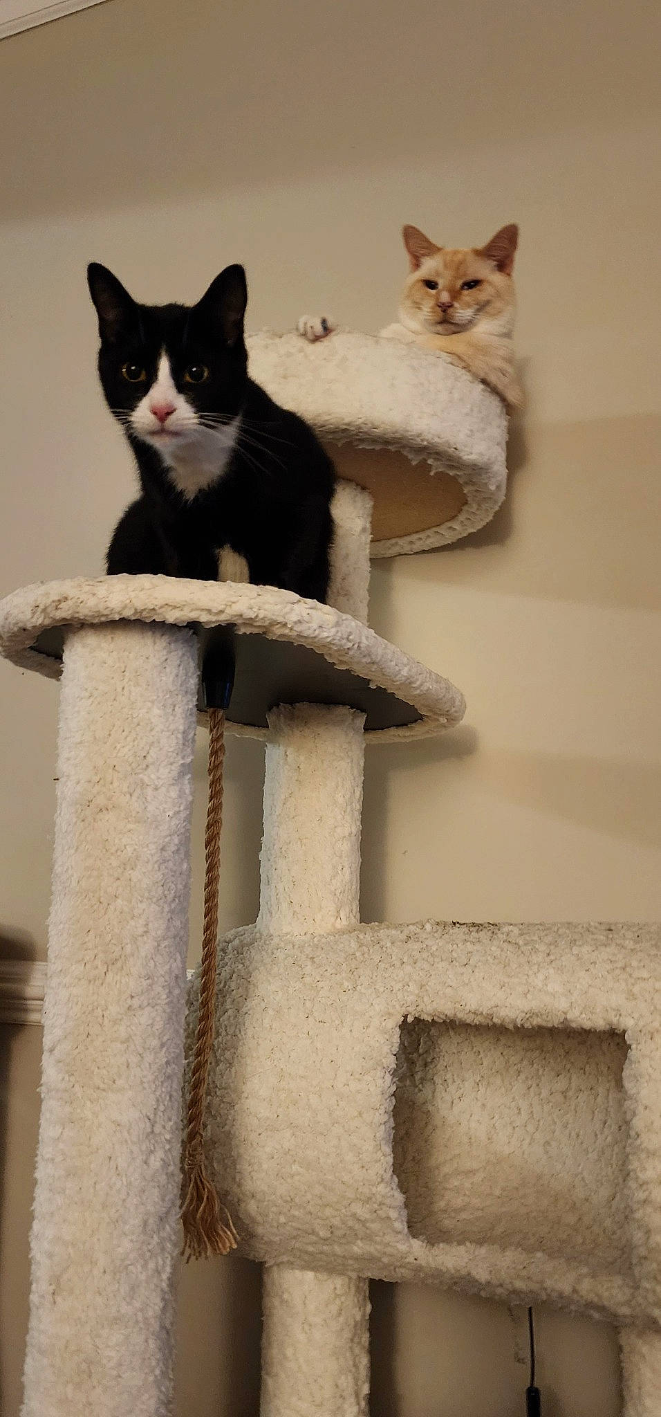 Baxter is registered to the contest to win money with this photo: art, carnivore, cat, cat_furniture, cat_supply, domestic_short_haired_cat, felidae, fur, grey, paw, pet_supply, sitting, small_to_medium_sized_cats, snout, stairs, tail, whiskers, white, window, wood