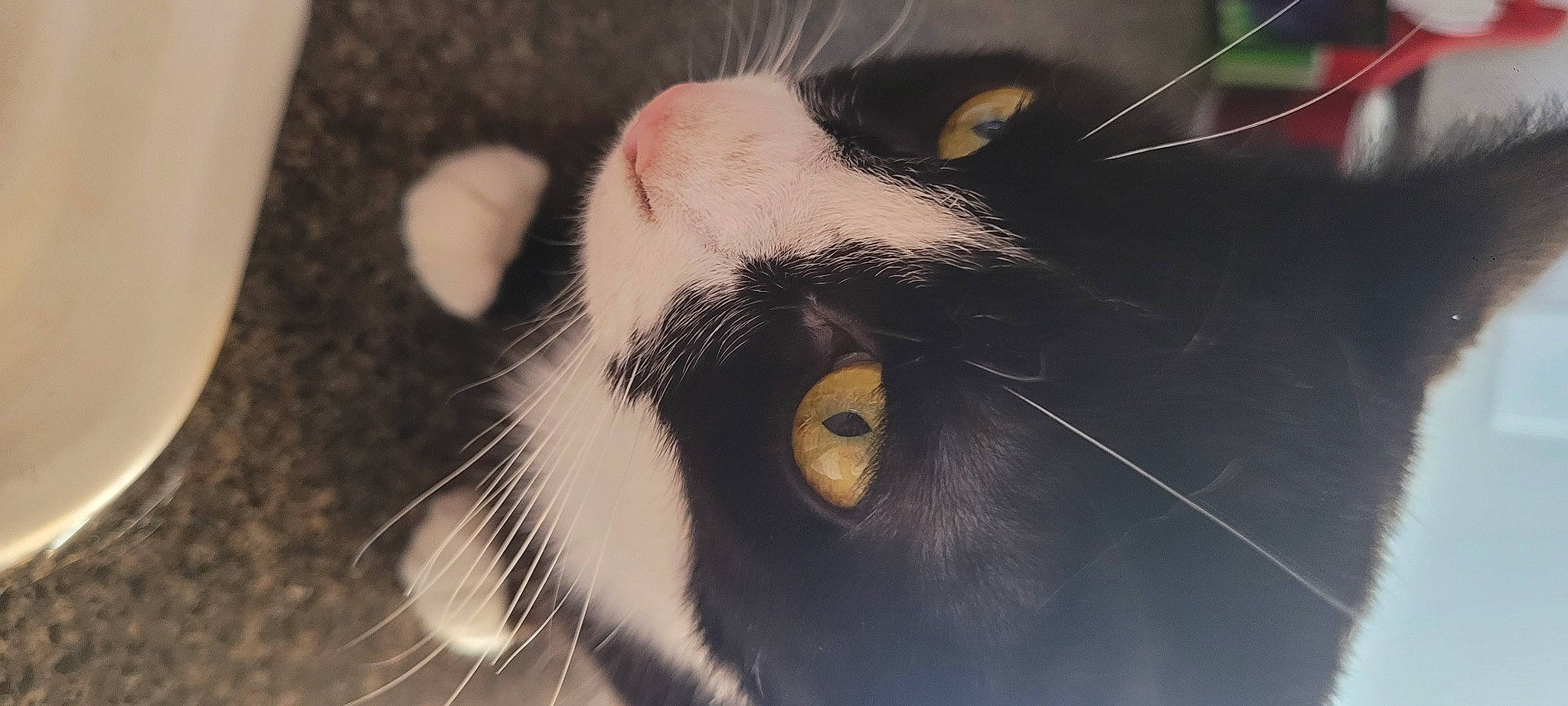 Baxter is registered to the contest to win money with this photo: carnivore, cat, cloud, domestic_short_haired_cat, felidae, fur, head, iris, macro_photography, monochrome, nose, paw, sky, small_to_medium_sized_cats, snout, tail, whiskers