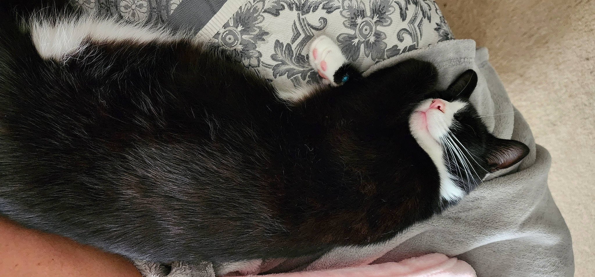 Baxter is registered to the contest to win money with this photo: carnivore, cat, claw, comfort, domestic_short_haired_cat, ear, felidae, foot, fur, human_leg, nail, nap, natural_material, paw, small_to_medium_sized_cats, snout, tail, terrestrial_animal, whiskers