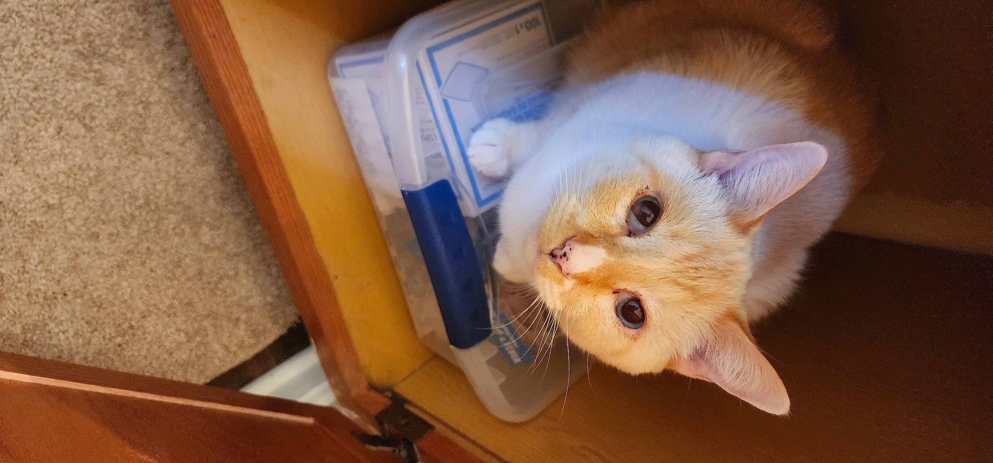 Snowball is registered to the contest to win money with this photo: carnivore, cat, chair, claw, domestic_short_haired_cat, fawn, felidae, fur, paw, small_to_medium_sized_cats, snout, tail, whiskers, wood