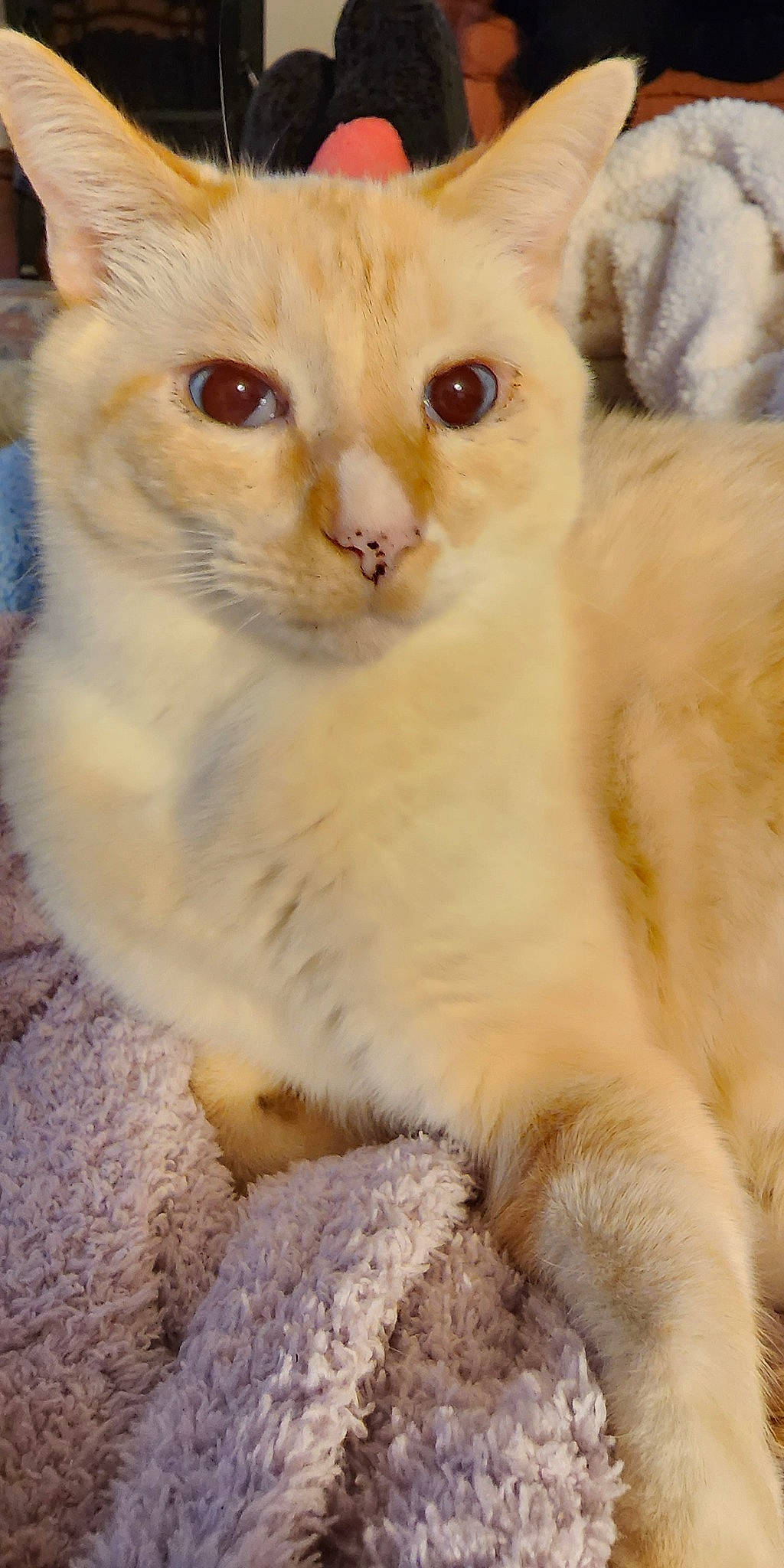 Snowball