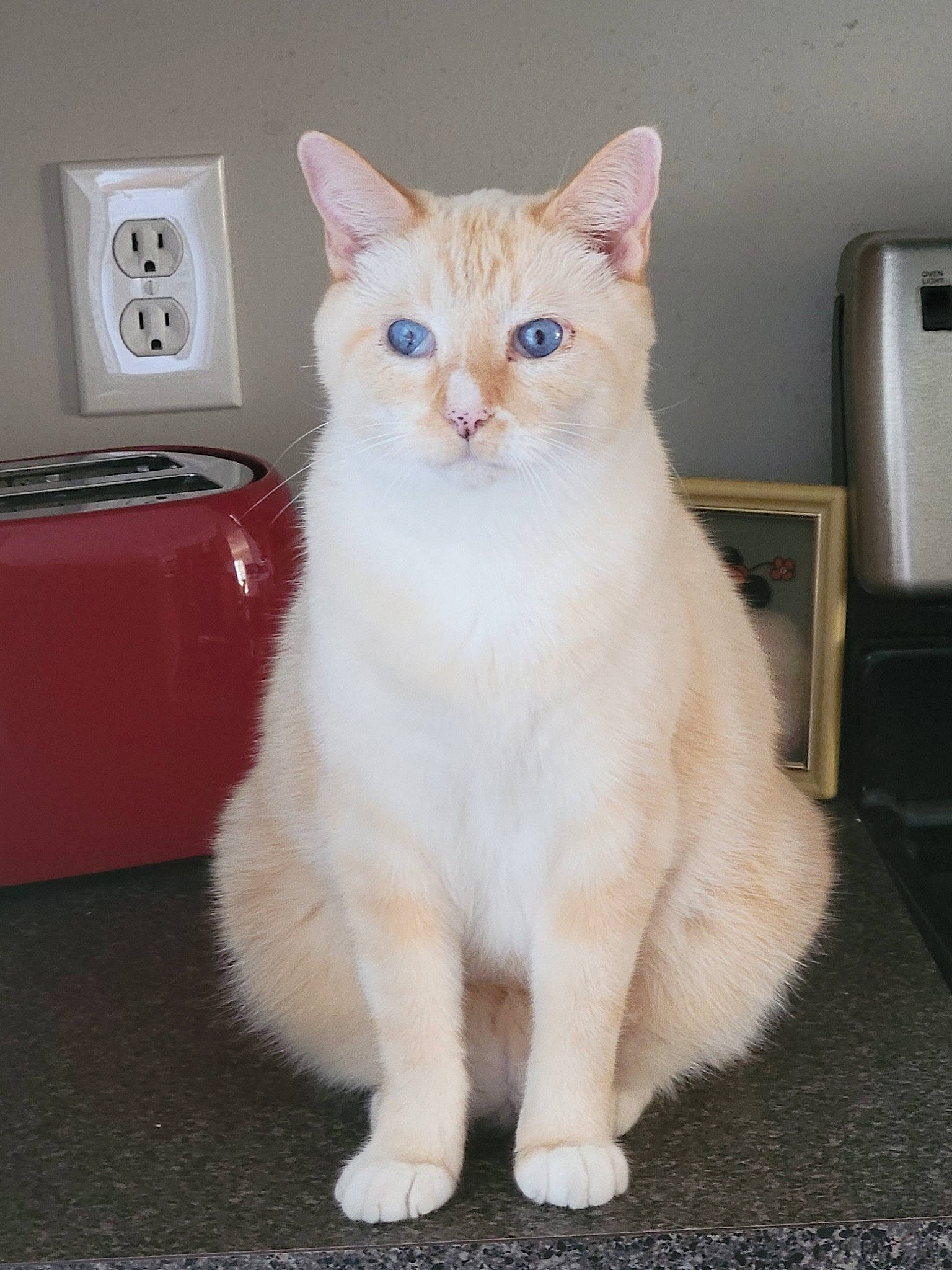 Snowball joined the competition — help win amazing prizes! carnivore, cat, domestic_short_haired_cat, eye, fawn, felidae, fur, iris, kitchen_appliance, paw, pet_supply, sitting, small_to_medium_sized_cats, snout, tail, wall_plate, wall_socket, whiskers, window