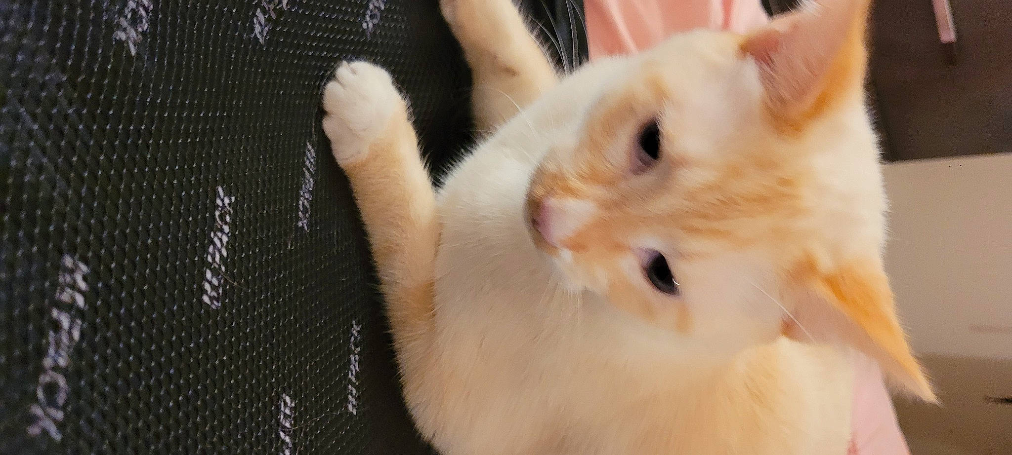 Snowball joined the competition — help win amazing prizes! carnivore, cat, claw, ear, fawn, felidae, fur, mesh, paw, rabbit, rabbits_and_hares, small_to_medium_sized_cats, whiskers