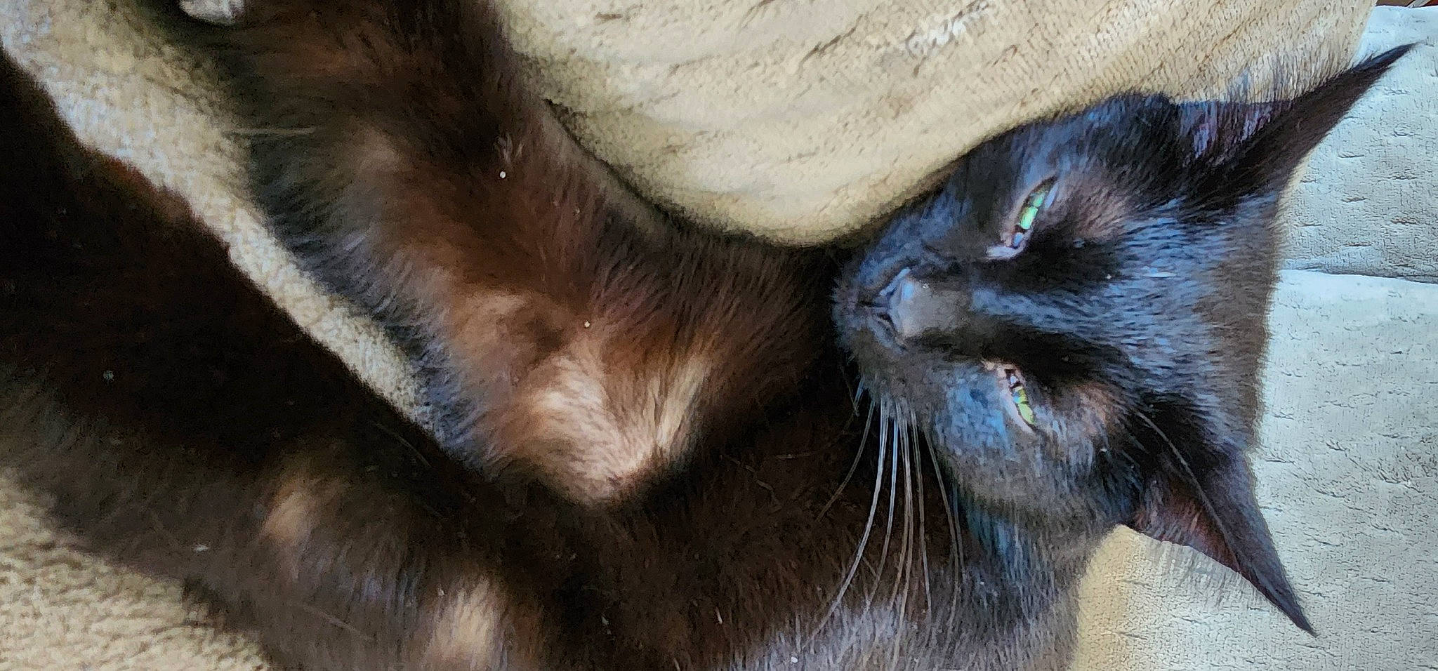 Buddy is registered to the contest to win money with this photo: carnivore, cat, claw, close_up, comfort, ear, fawn, felidae, foot, fur, liver, paw, small_to_medium_sized_cats, snout, tail, terrestrial_animal, whiskers, wildlife, working_animal, wrinkle