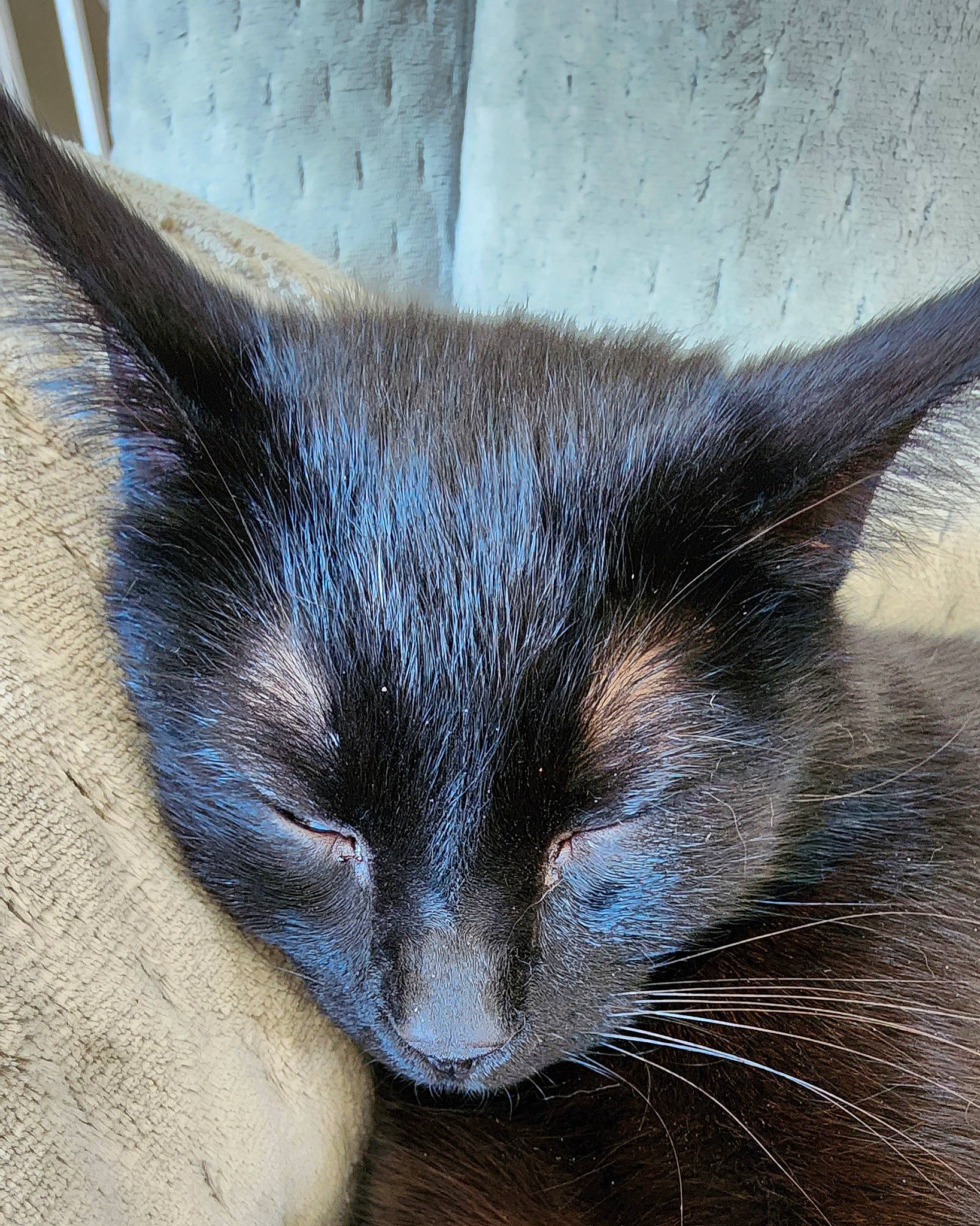 Buddy is registered to the contest to win money with this photo: black_cat, carnivore, cat, claw, comfort, domestic_short_haired_cat, electric_blue, eye, felidae, fur, iris, nap, paw, small_to_medium_sized_cats, snout, tail, terrestrial_animal, whiskers