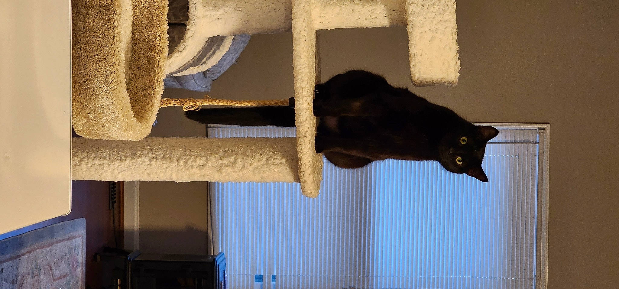 Buddy joined the competition — help win amazing prizes! black_cat, bombay, carnivore, cat, cat_supply, curtain, domestic_short_haired_cat, felidae, fur, hardwood, pet_supply, room, shade, shadow, small_to_medium_sized_cats, tail, tints_and_shades, whiskers, window, wood