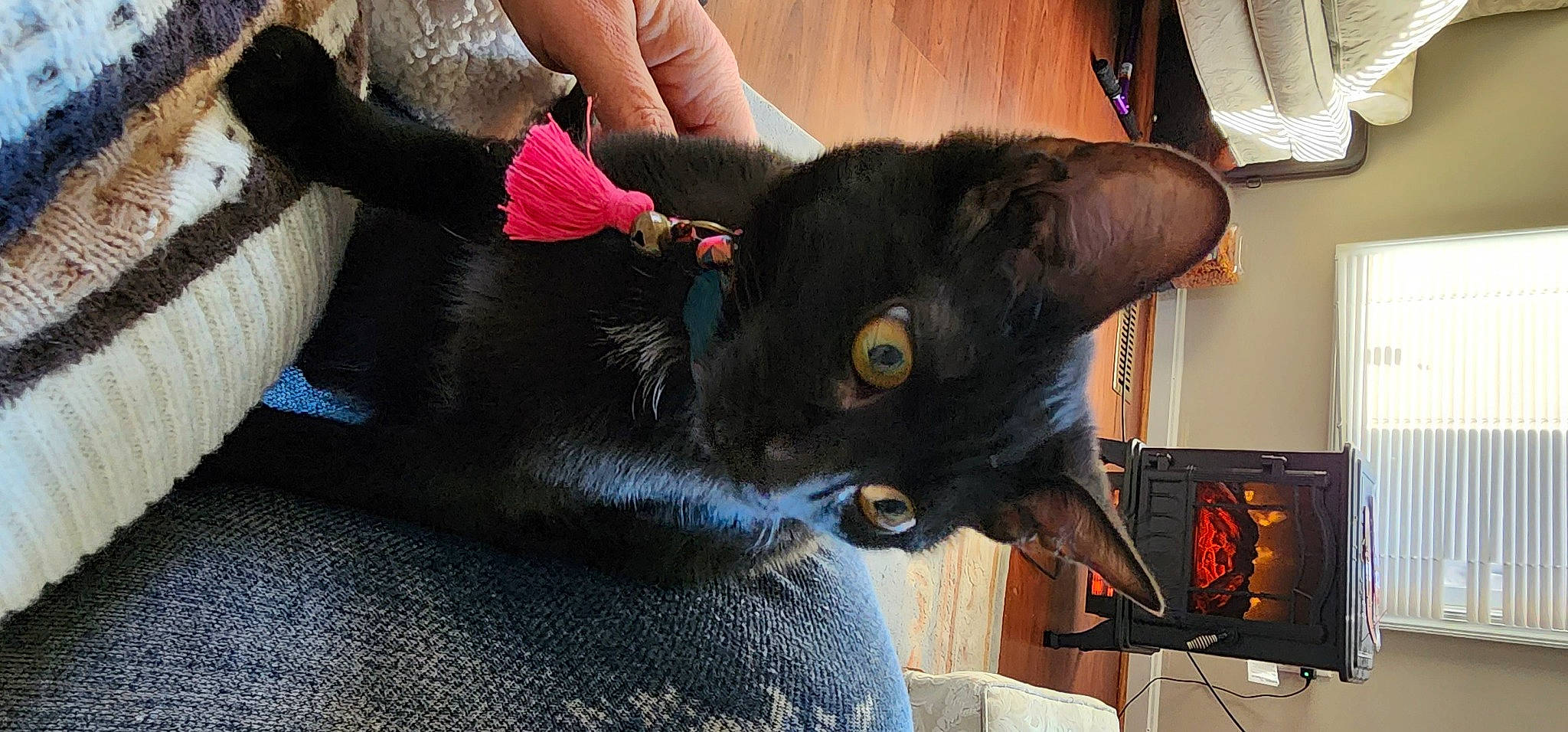 Baby joined the competition — help win amazing prizes! black_cat, bombay, carmine, carnivore, cat, claw, curtain, dog_breed, domestic_short_haired_cat, ear, felidae, fur, gesture, nail, small_to_medium_sized_cats, snout, tail, whiskers, window, working_animal