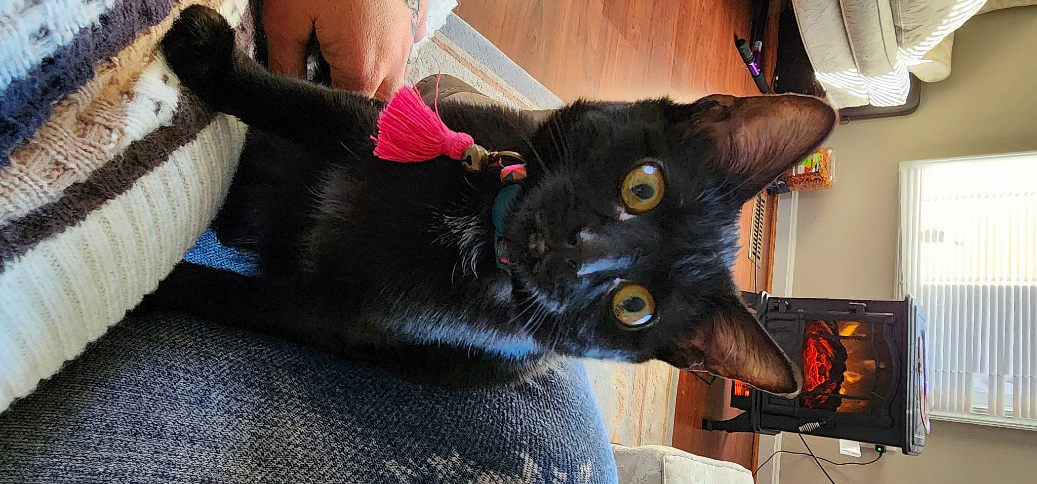 Baby joined the competition — help win amazing prizes! art, black_cat, bombay, carmine, carnivore, cat, collar, costume, domestic_short_haired_cat, ear, fashion_accessory, felidae, fur, small_to_medium_sized_cats, snout, tail, whiskers, window