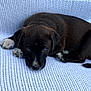 Bear Bear joined the competition — help win amazing prizes! adorable, animal, black, blanket, canine, companion, cozy, cute, dog, fur, indoors, looking_up, lying_down, mammal, pet, puppy, resting, small, white_paws, young