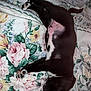animal, bed, black_and_white, blanket, comfort, cozy, cute, dog, floral_blanket, fur, indoors, pattern, paw, peaceful, pet, puppy, resting, sleep, sleeping, young_dog