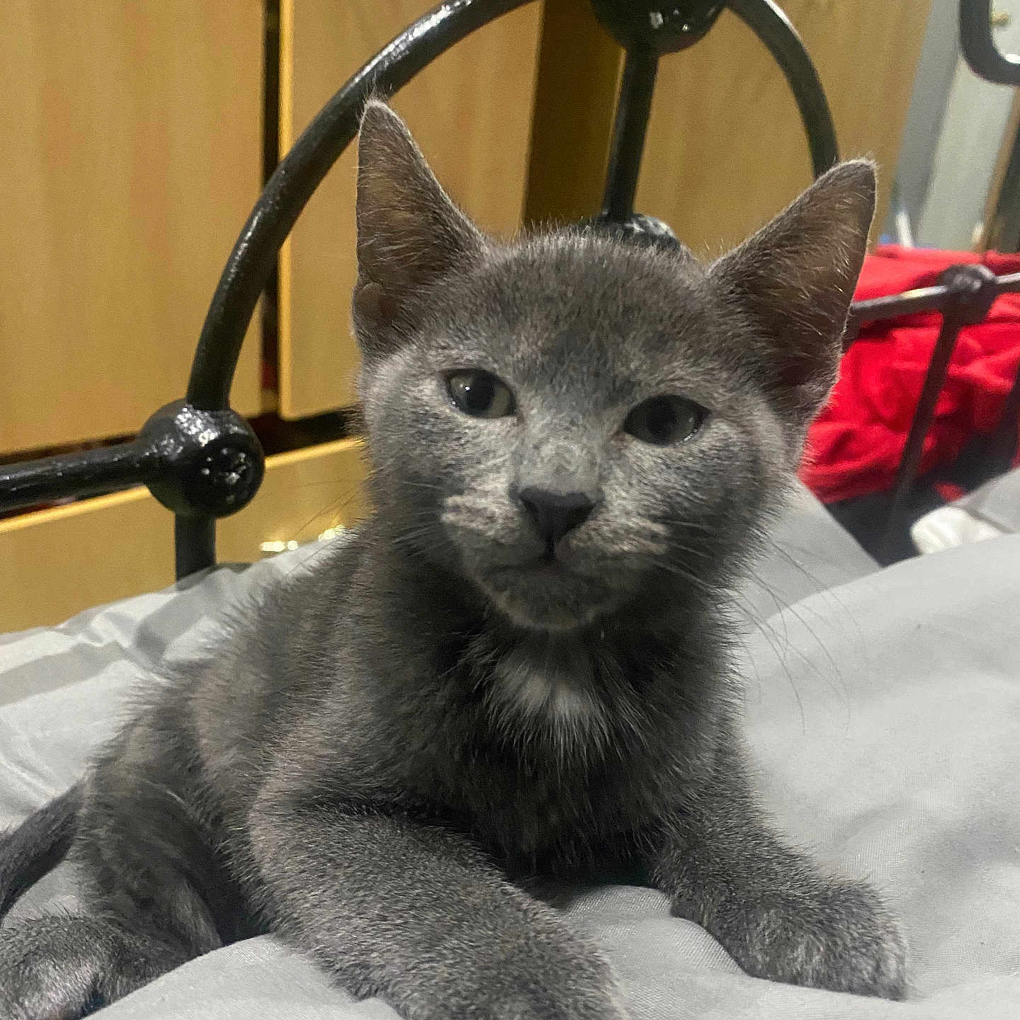 Osiris joined the competition — help win amazing prizes! abyssinian, accessories, angora, animal, bag, bed, bedroom, blackcat, cat, chair, egyptiancat, furniture, gray, handbag, indoors, kitten, manx, pet, room, siamese