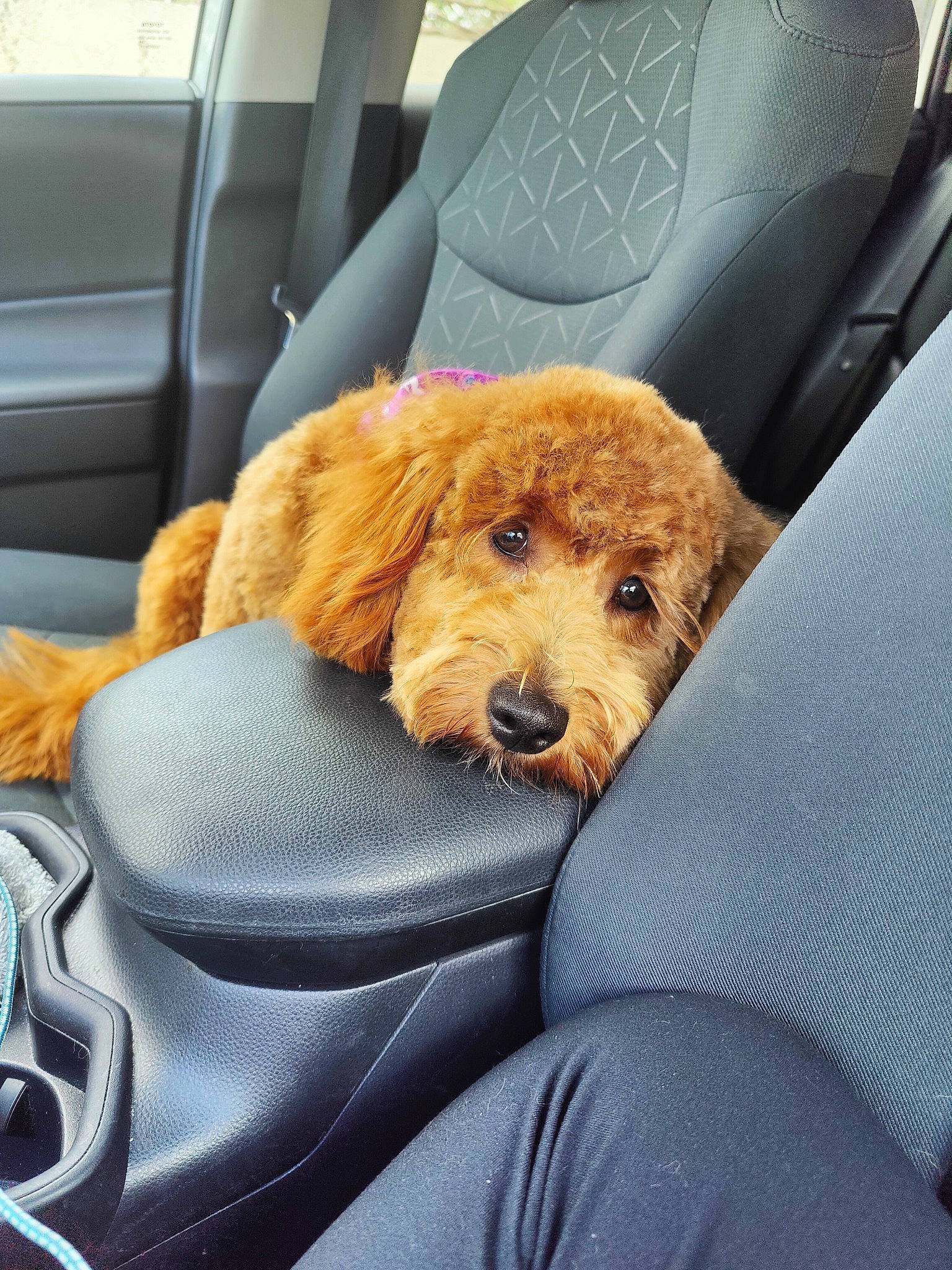 Lyla is registered to the contest to win money with this photo: auto_part, canidae, car_seat, car_seat_cover, carnivore, collar, comfort, companion_dog, dog, dog_breed, family_car, fawn, fur, head_restraint, motor_vehicle, snout, sporting_group, vehicle, vehicle_door, working_animal