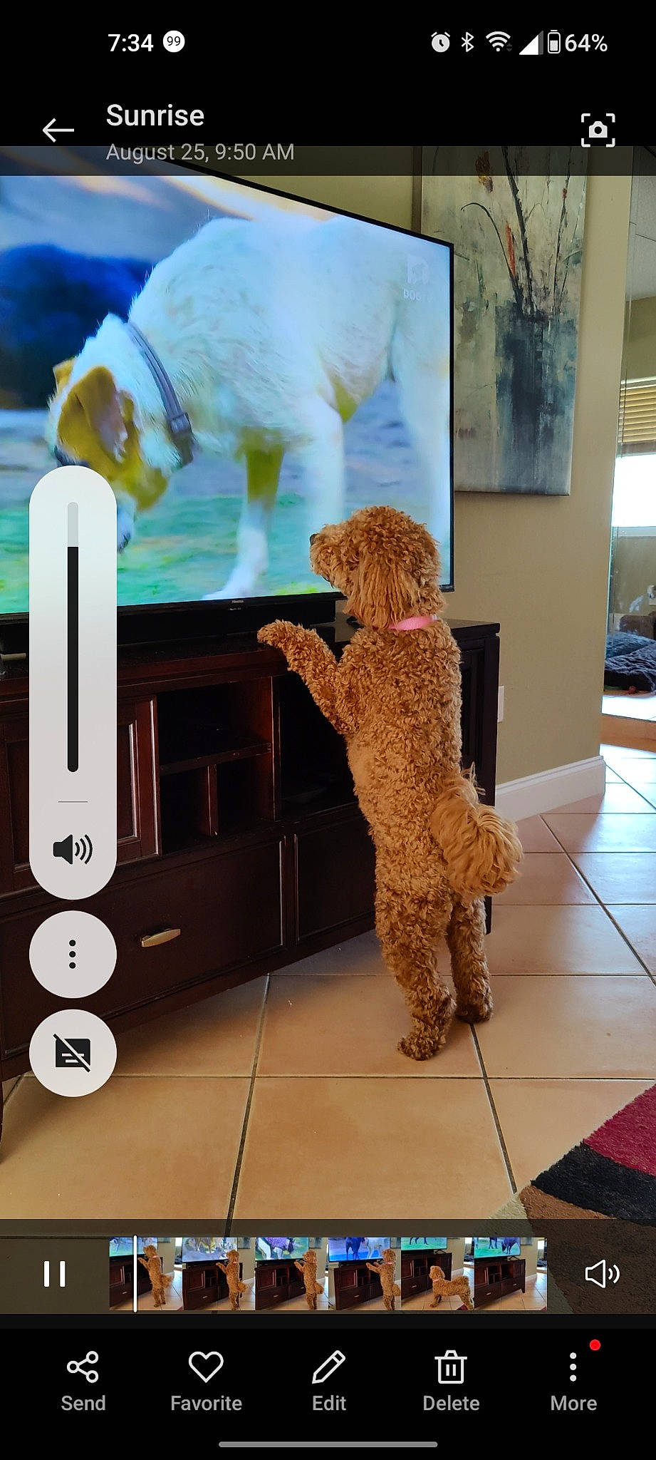 Lyla joined the competition — help win amazing prizes! art, child, companion_dog, design, dog_breed, flooring, fun, fur, mammal, motor_vehicle, room, sporting_group, stuffed_toy, teddy_bear, toy, vehicle_door, vertebrate, visual_arts, white, wood