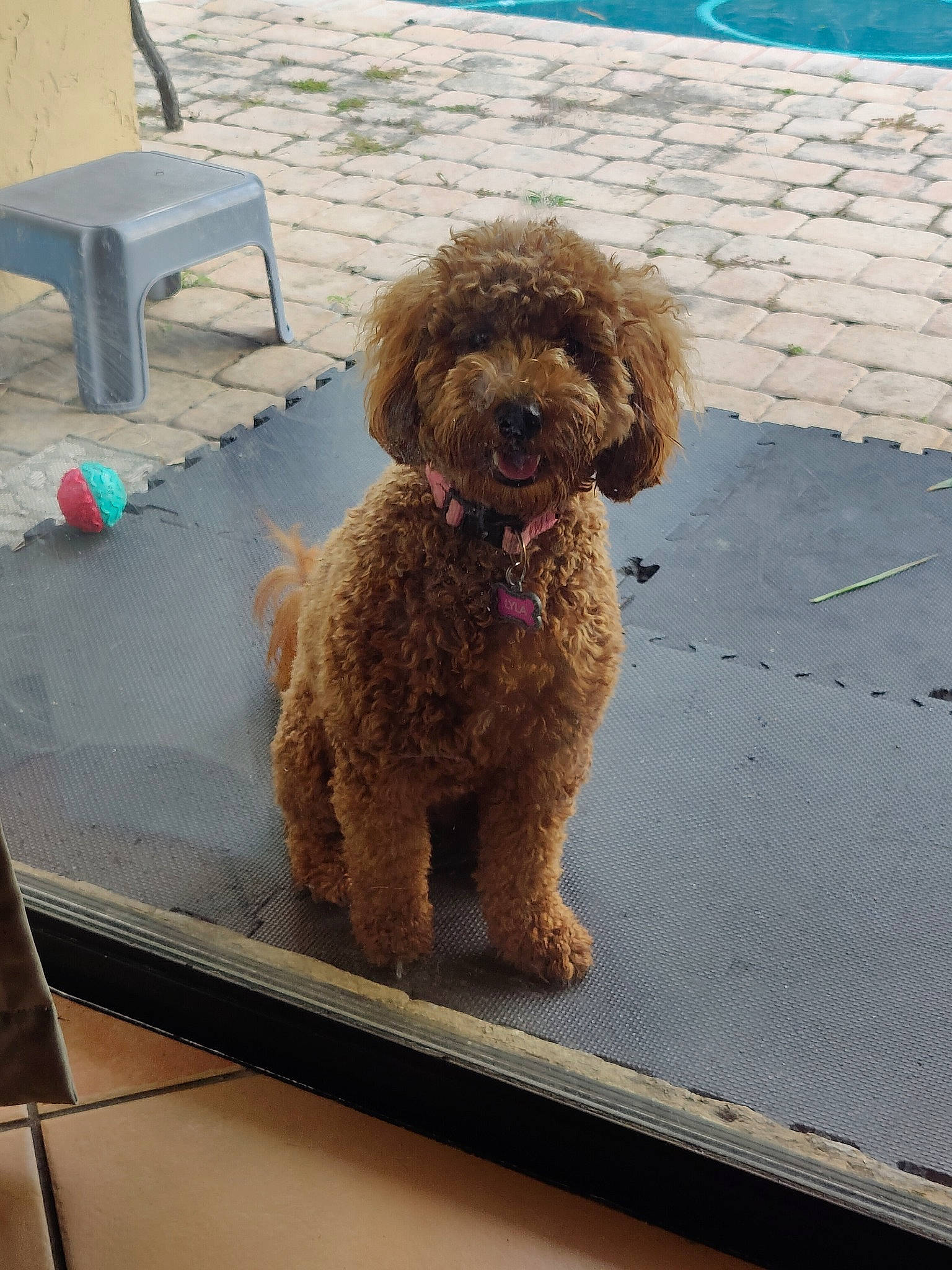 Lyla joined the competition — help win amazing prizes! canidae, carnivore, companion_dog, dog, dog_breed, dog_collar, fawn, labradoodle, liver, maltepoo, pet_supply, poodle, poodle_crossbreed, snout, sporting_group, standard_poodle, terrier, toy_dog, water_dog, working_animal