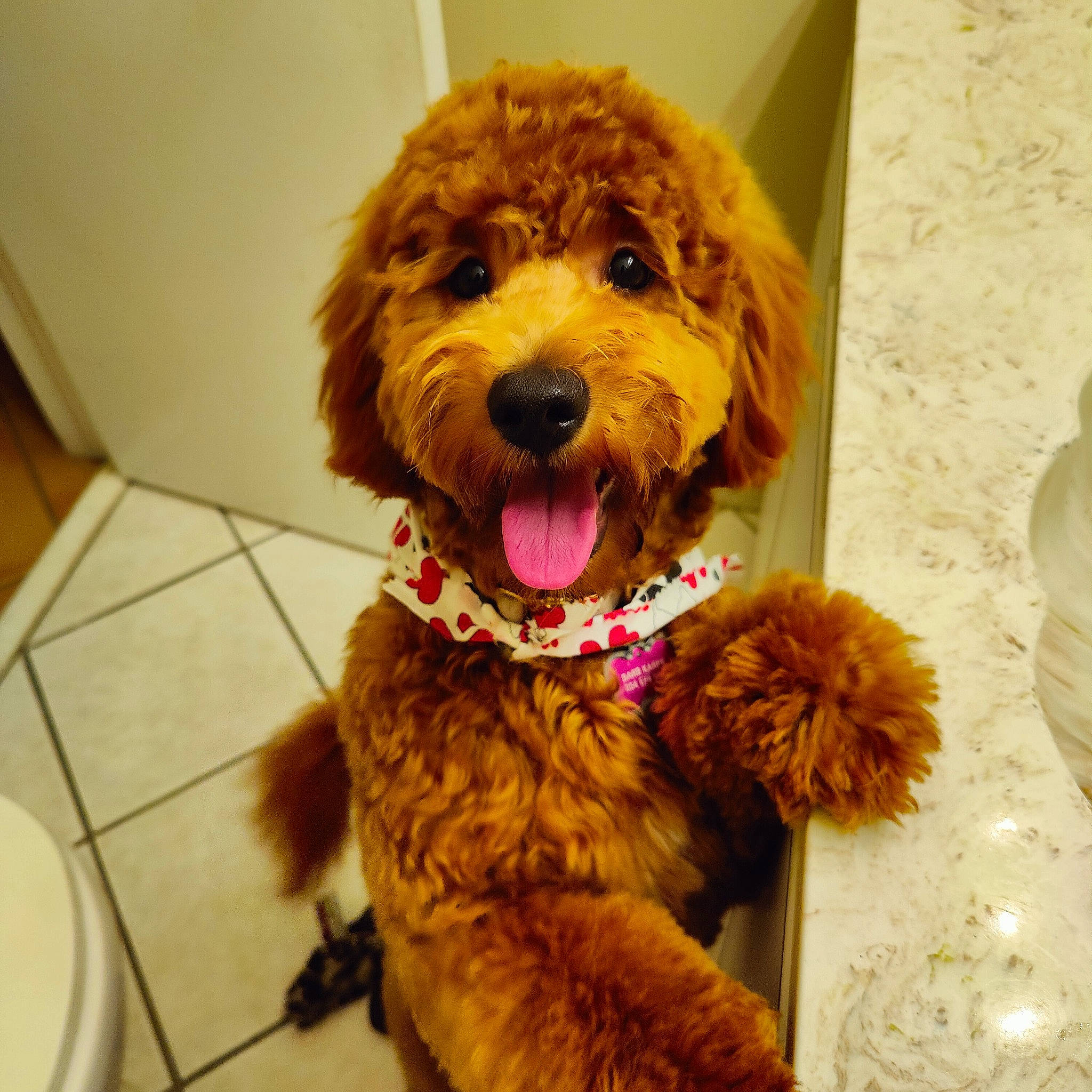 Lyla joined the competition — help win amazing prizes! canidae, carnivore, companion_dog, dog, dog_breed, dog_clothes, dog_collar, dog_supply, fur, labradoodle, pet_supply, poodle, shih_poo, small_terrier, snout, sporting_group, terrier, toy_dog, water_dog, yorkipoo